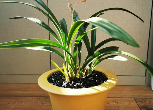 秋季种植兰花怎么养护服盆快