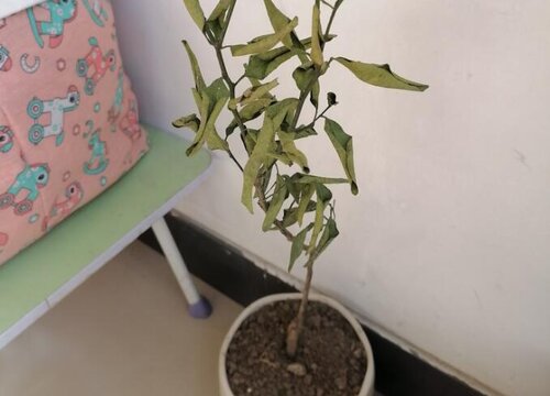 橘子树怎么换土