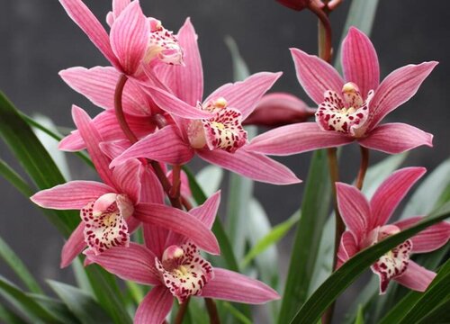 兰花多少天浇一次水最好