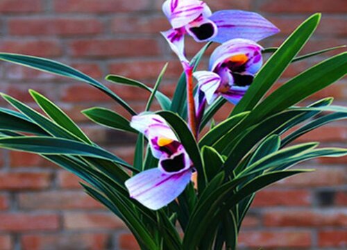 兰花多少天浇一次水最好