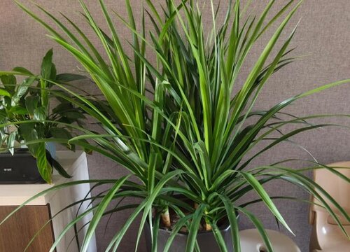 龙须树风水摆放三不要