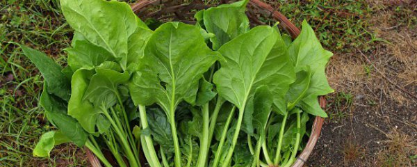 菠菜和豆干可以同时吃吗