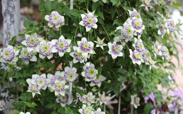 幻紫月季优缺点介绍