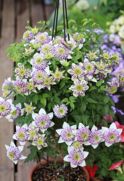 幻紫月季优缺点介绍