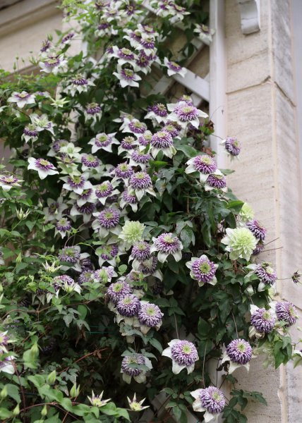 幻紫月季优缺点介绍