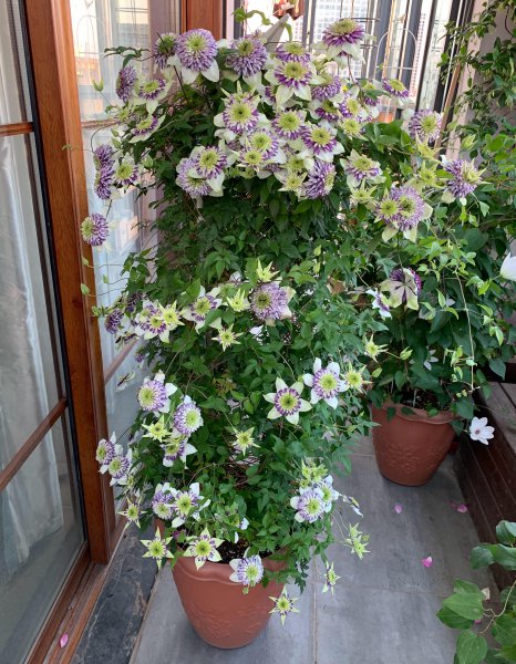 幻紫月季优缺点介绍