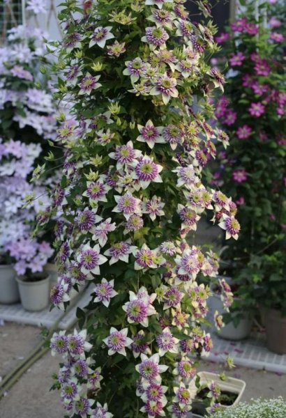 幻紫月季优缺点介绍