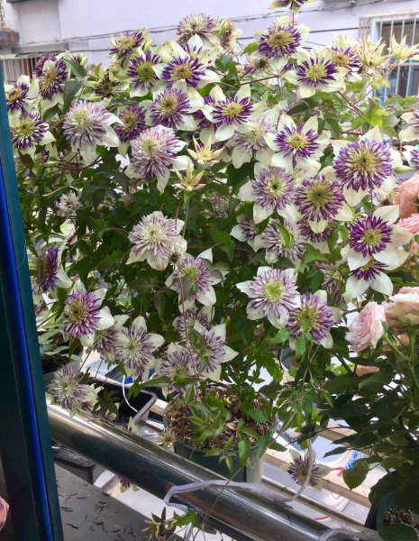 幻紫月季优缺点介绍