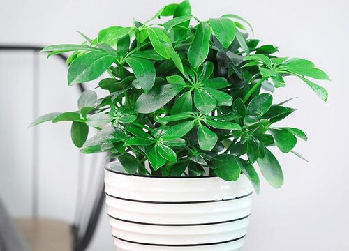 家中养花什么时间浇水好