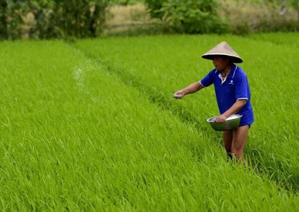 复合肥对水稻有什么的作用