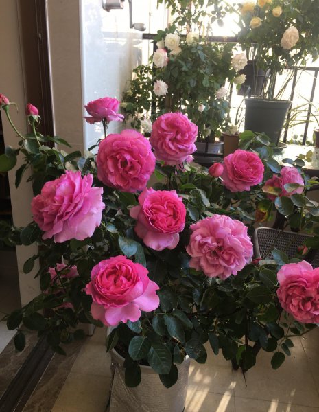 伊芙伯爵月季的优点和缺点