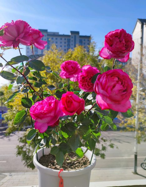 伊芙伯爵月季的优点和缺点