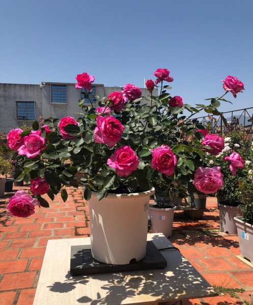 伊芙伯爵月季的优点和缺点