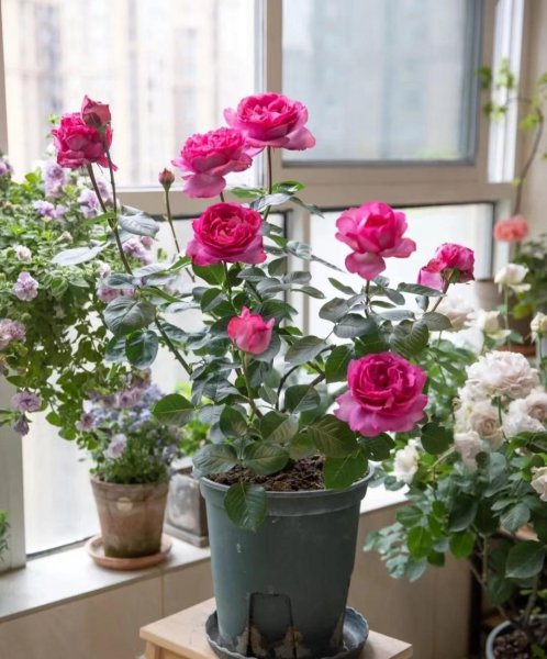 伊芙伯爵月季的优点和缺点