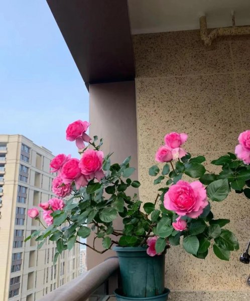 伊芙伯爵月季的优点和缺点