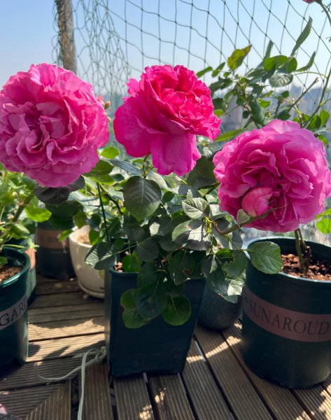 伊芙伯爵月季的优点和缺点