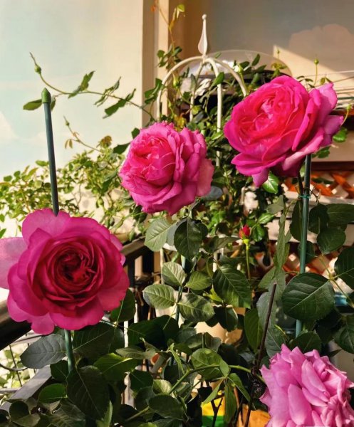 伊芙伯爵月季的优点和缺点