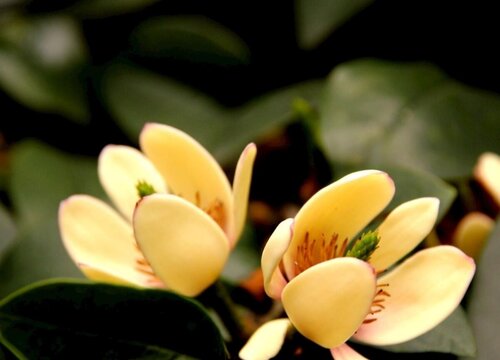 含笑一年开几次花