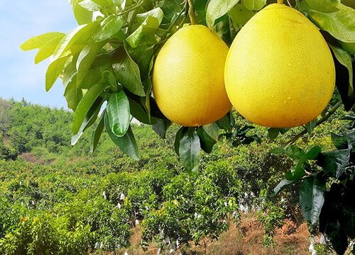 柚子是热带水果吗
