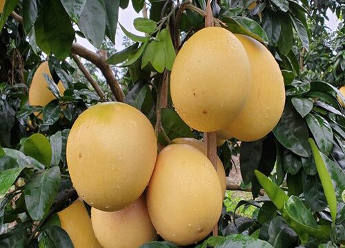 柚子是热带水果吗