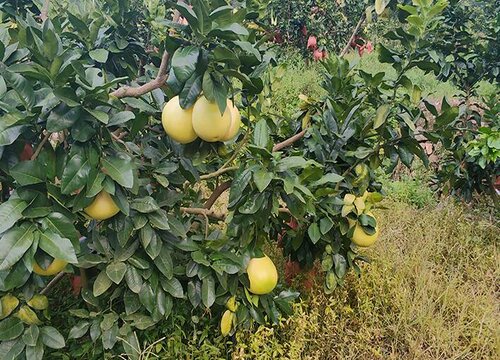 柚子是热带水果吗