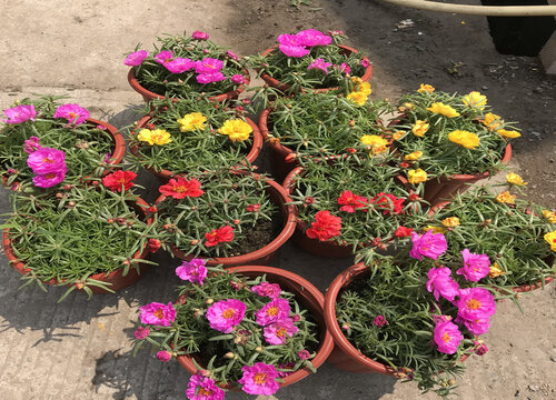 太阳花适合大盆还是小盆