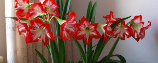 什么地方适合种植朱顶红