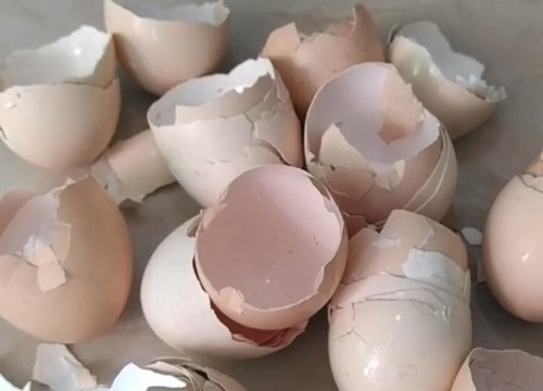 如何用鸡蛋壳养护吊兰