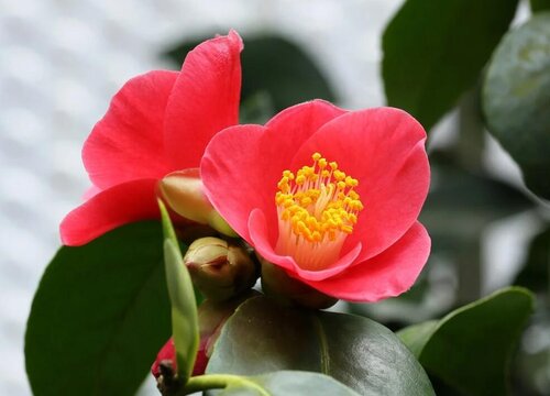 春季茶花开花时花瓣枯萎是什么原因