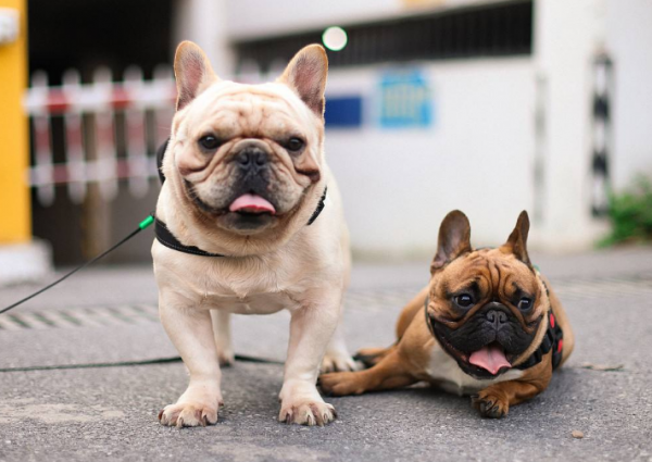 养法斗最大的忌讳是什么