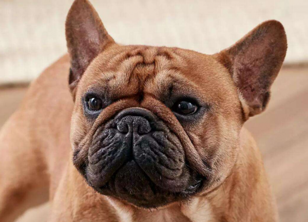 养法斗最大的忌讳是什么