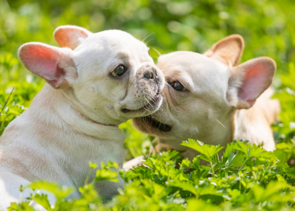 养法斗最大的忌讳是什么