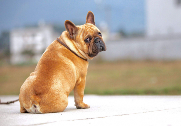 养法斗最大的忌讳是什么