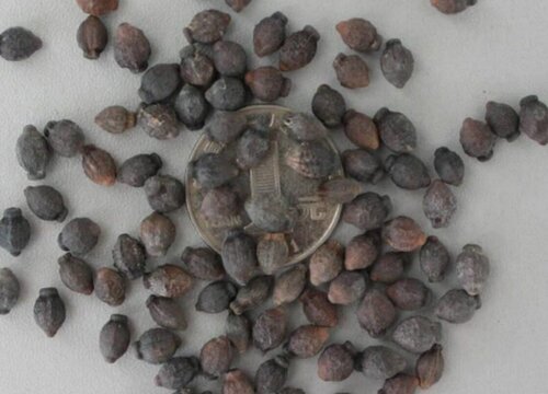 茉莉花有种子吗