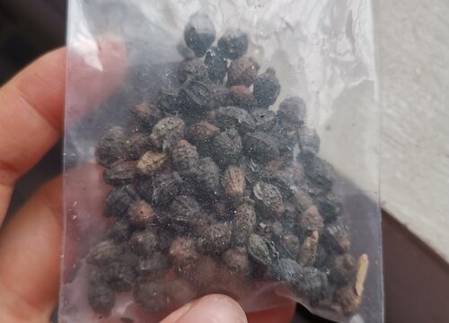 茉莉花有种子吗