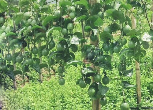 盆栽百香果如何养护开花结果多