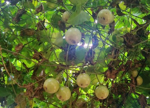 盆栽百香果如何养护开花结果多