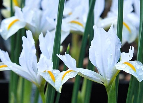 鸢萝什么时候栽种合适
