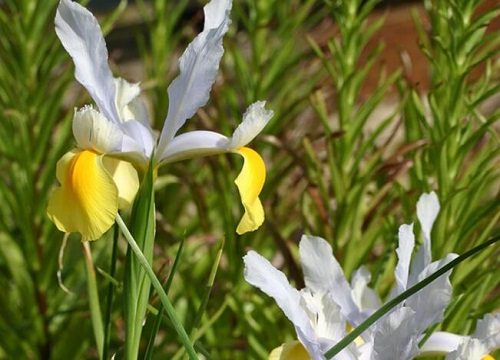 鸢萝什么时候栽种合适