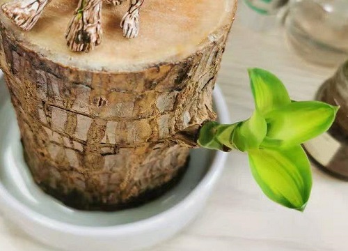 巴西木营养液怎么用