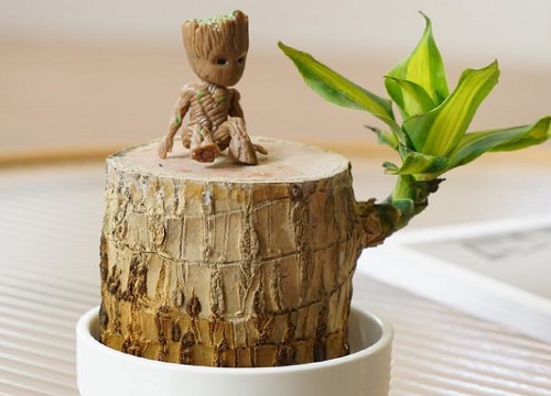 巴西木营养液怎么用