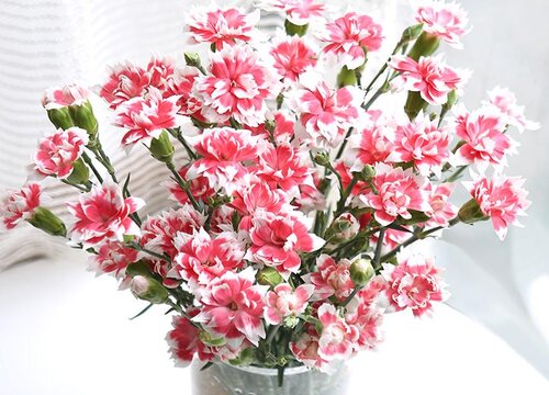 醒花要不要去掉叶子