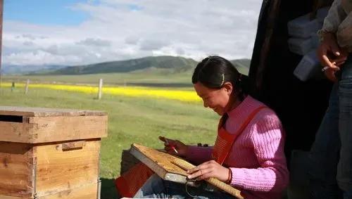 驼铃声声响起是什么歌曲