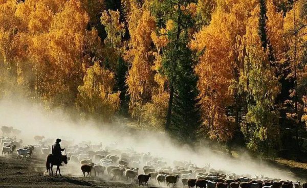 驼铃声声响起是什么歌曲