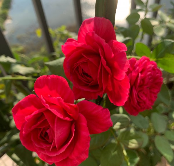 灌木伊芙酒窖月季花优缺点