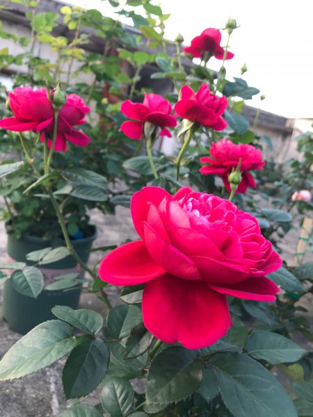 灌木伊芙酒窖月季花优缺点