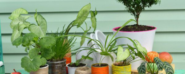 去室内甲醛的植物有哪些