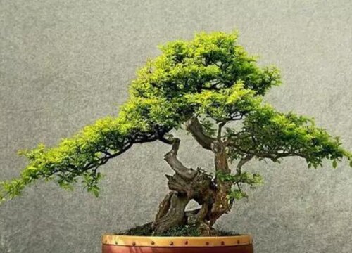 雀梅几月开花几月结果