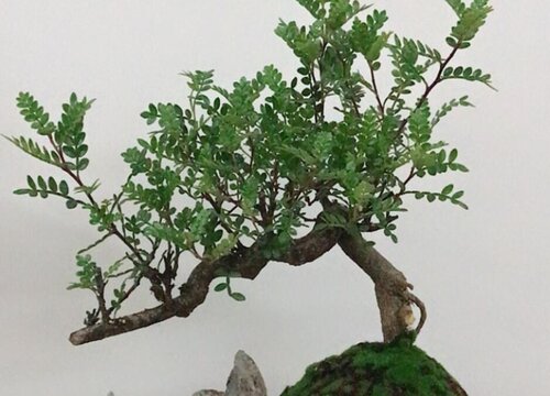 雀梅几月开花几月结果