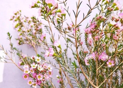 代表陪伴守候的花图片